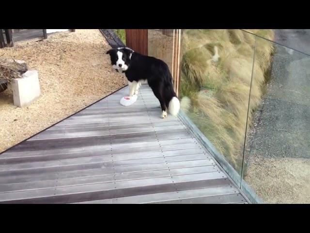 Bruce the Border Collie caught RED HANDED!