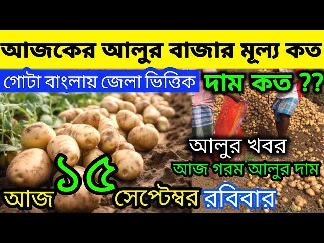 আলুর বর্তমান পরিস্থিতি I Current Situation of Potatoes in Bengal  Indian Potato News 15/09/24