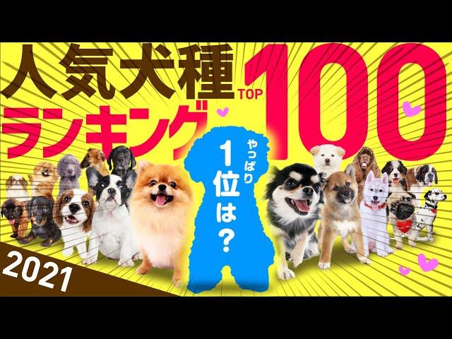 Top 100 Most Popular Dog Breeds | Japan, 2022