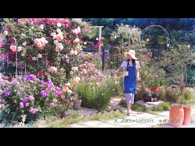 #89.Even though the seasons change, the summer garden continues to bloom! (Remodeling a small pond)