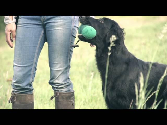 Eli - Flatcoated Retriever Super Slowmotion