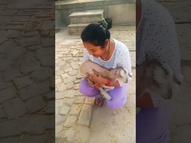 .....#Rekha Rajesh vlogs#shortvideo