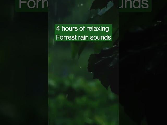 4 HOURS of FOREST Rain Sounds - Sleep, Relax, Meditate, Anti-anxiety ️ #relax #relaxingmusic