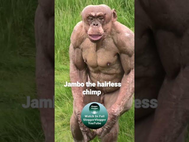 Jambo the hairless chimp #shorts #HairlessChimp