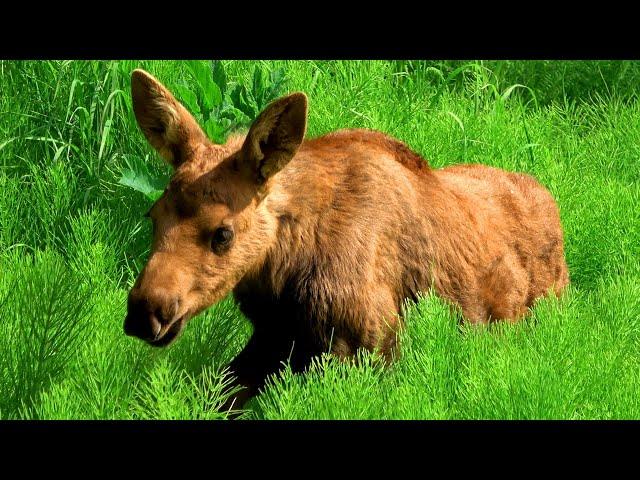 What Does a Baby Moose Sound Like?