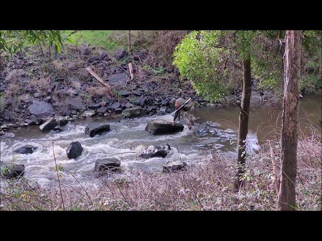 Driven Fox Hunt with Chiappa Triple Crown 20G and Dachshunds Victoria 03/07/2022