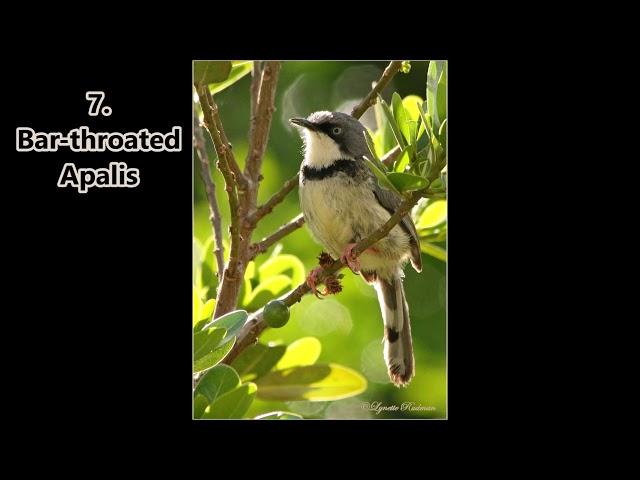 Garden bird calls of the Eastern Cape: Part 3