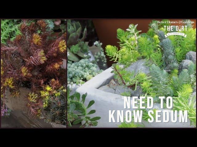 All About Sedum | The Dirt | Better Homes & Gardens