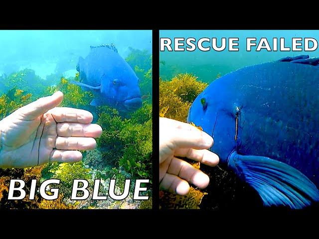 Diver's RESCUE Attempt FAILS!! POACHERS Hunted BIG BLUE