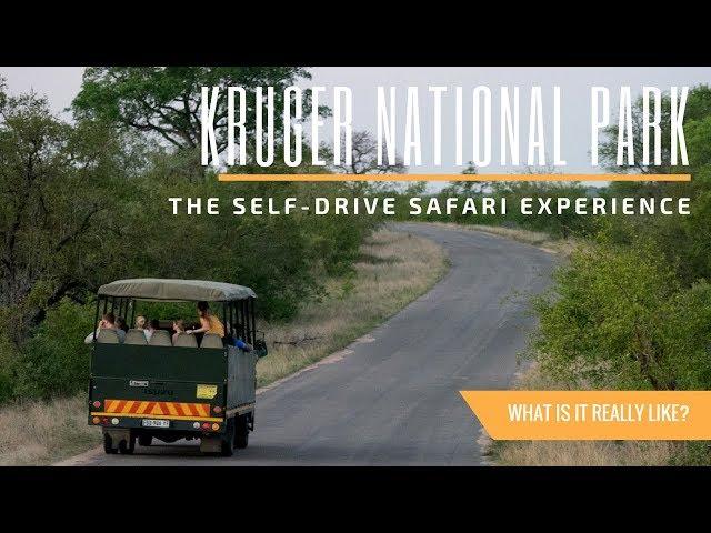 What It's Like to Safari at Kruger National Park in South Africa | A Travel Guide