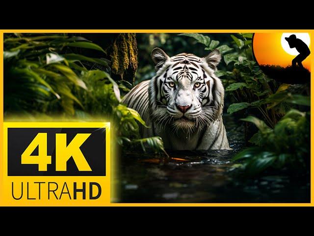 4K VIDEO (ULTRAHD) HIGH QULAITY WILDLIFE ANIMALS AND BIRDS FOR YOUR 4K TV