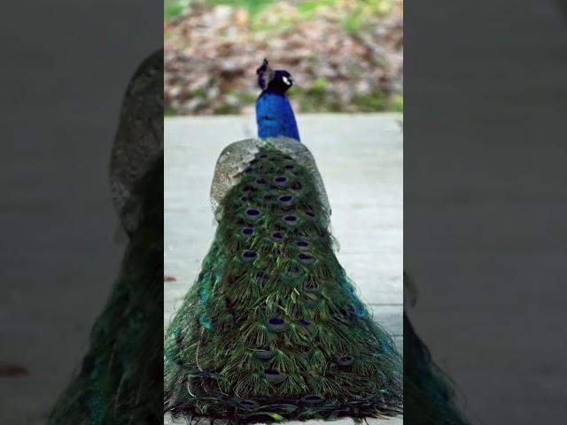 Beautiful peacock, most beautiful peacock #animalsounds #animals