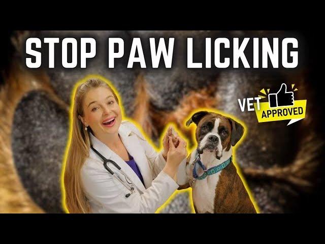 Stop Paw Licking for Good with at home remedies!  Vet Dr. Lindsay Butzer explains!