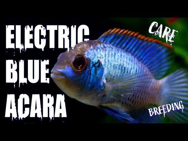 All About the Electric Blue Acara