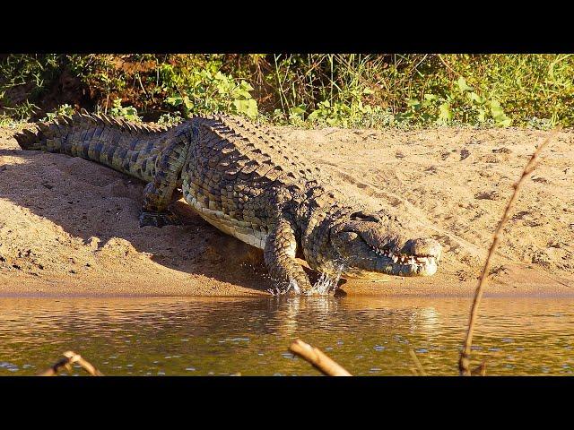 The Most Terrifying Predators Of The Animal Kingdom | Our World