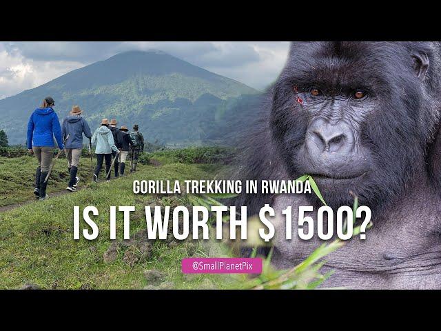 Gorilla Trekking in Rwanda's  Volcanoes National Park