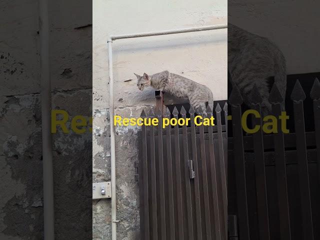 poor Cat Rescue videos #funniestanimals