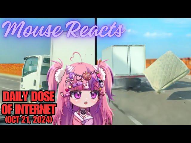 Mouse Reacts To Daily Dose Of Internet (Getting Fired On Your First Day) (Oct 21, 2024)