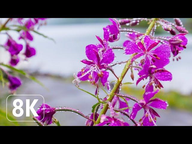 Spring Flowers - 8K Beautiful Wallpapers Slideshow for Office, Lounge, TV Relaxation