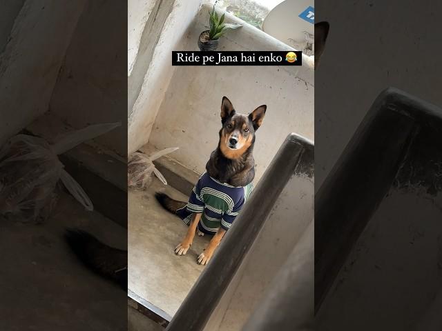 This dog is so dramatic  #dog #doglover #trendingshorts #shorts #short #viral