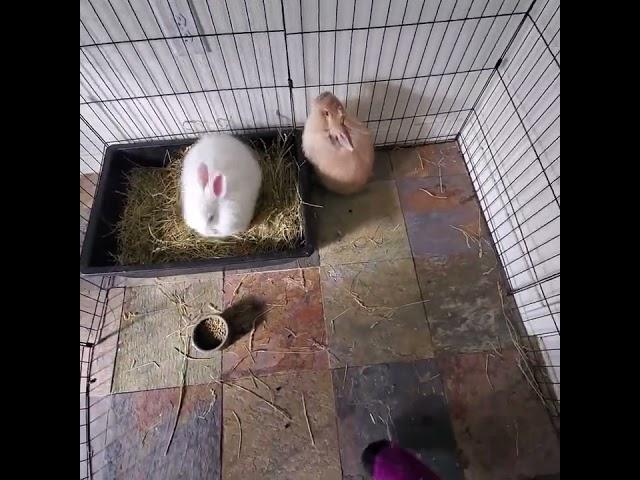 Social angora rabbits |  ️ 