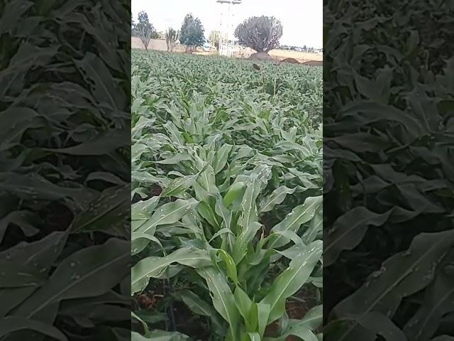 Maize farming