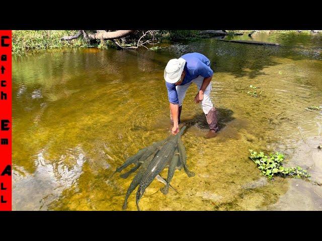 FISH are DYING and TRAPPED in COW PUDDLES! ** Help from Troy Landry, Bruce, n Aaron on Swamp People*