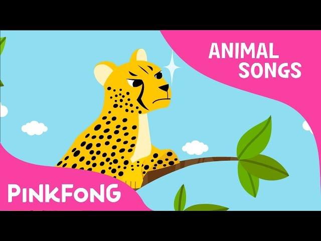 Cheetah Bang Bang | Cheetah | Animal Songs | Pinkfong Songs for Children