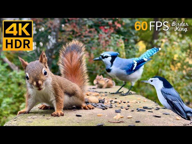 Cat TV for Cats to Watch  Unlimited Birds Chipmunks Squirrels  8 Hours 4K HDR 60FPS