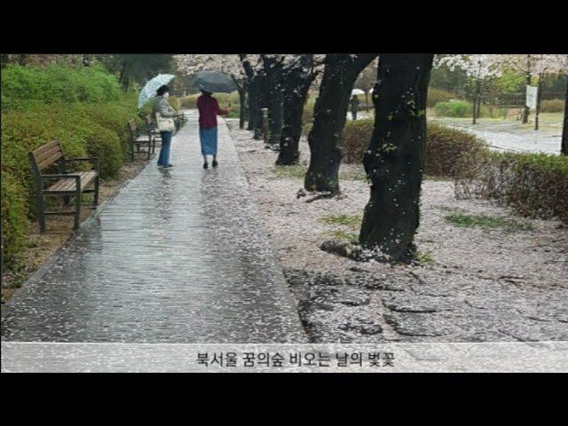 Seoul Walking Tour, Dream Forest of Northern Seoul. 서울 산책, 북서울 꿈의숲, 비오는 날의 벚꽃