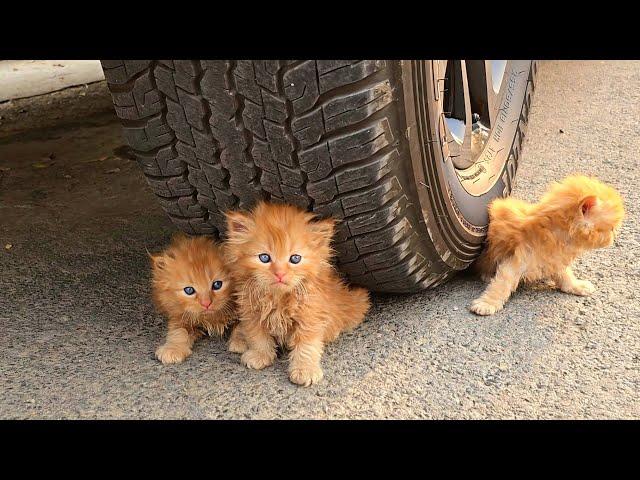 3 stray kittens refused to leave the girl's car. When she found out the reason, she was speechless.