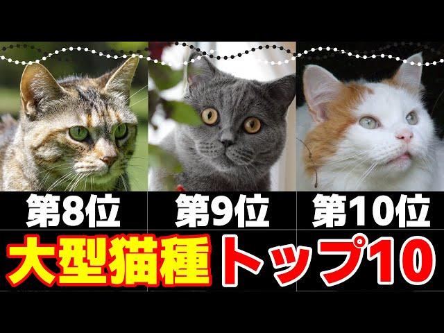 大きい猫ランキングトップ10！大型猫種ってどんな猫？