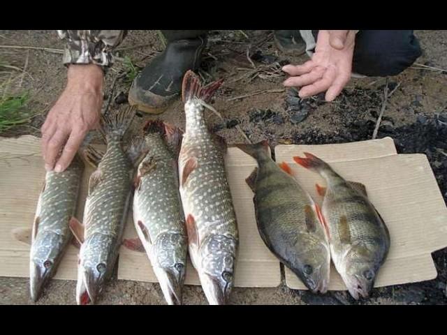 Выход за хищником с берега#рыбалка #fishing #щука #окунь