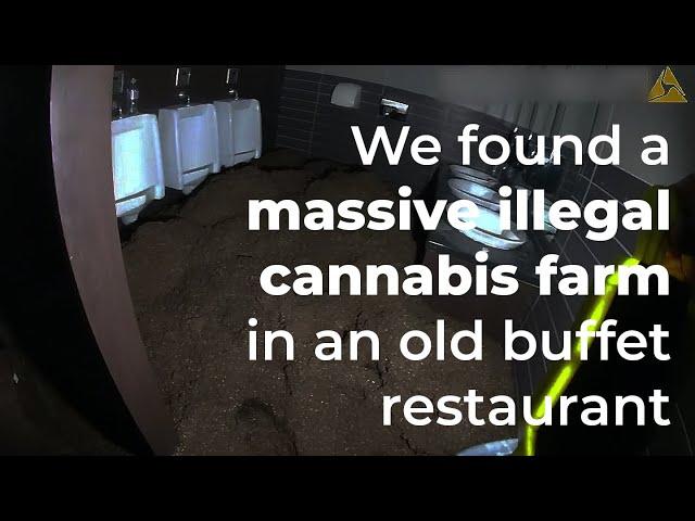 Massive cannabis farm discovered in old buffet restaurant | Nuneaton Police