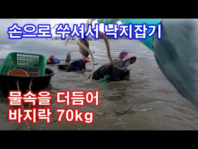 손으로 쑤셔서 낙지잡기와 물속을 더듬어 바지락 70kg 잡기