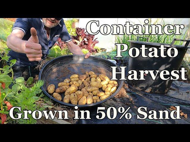 Container Potato Harvest : Grown in 50% Sand 50% Soil