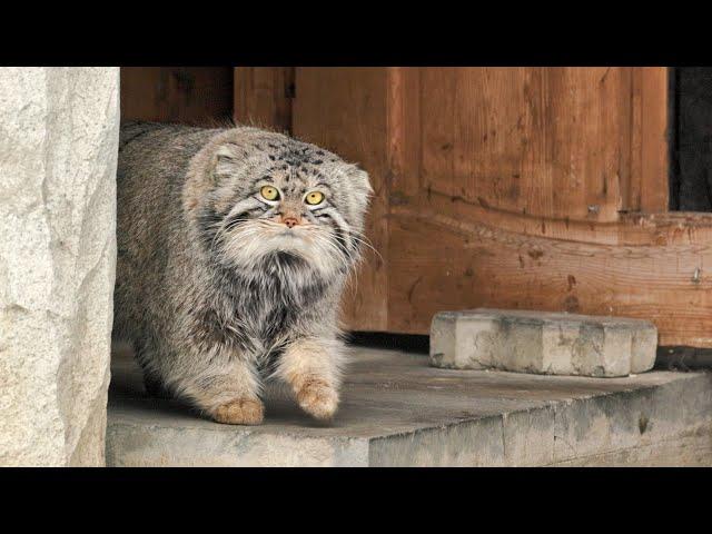 Timofey the Pallas's cat hunting