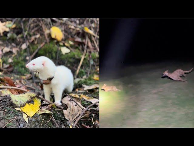 Ferreting woodlands clearing rabbits for a farmer