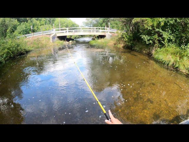 Creek Fishing Adventure: Bass, Chubs, and Logperch?