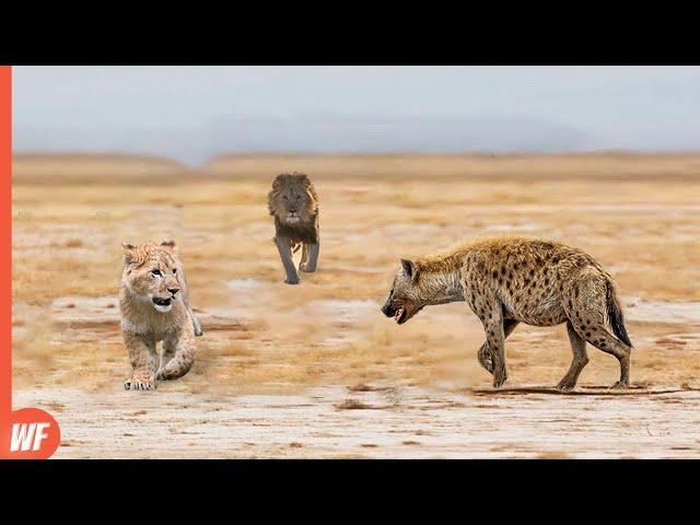 Hyena Attacks Lion Cub and Quickly Regrets It