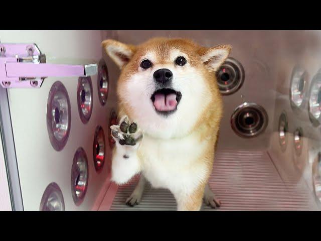 Dogs going crazy at the self-shower place