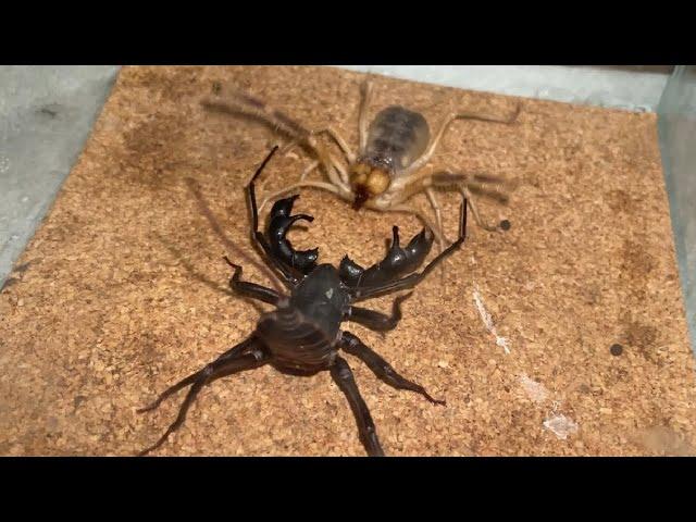 【夢対決】ヒヨケムシｖｓビネガロン  Camel Spider VS Vinegaroon