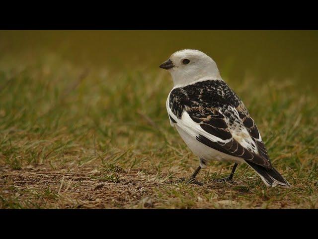 Snow bunting Call Or Sound @Bob_Duchesne@Birdfun#birdslover #birdsounds