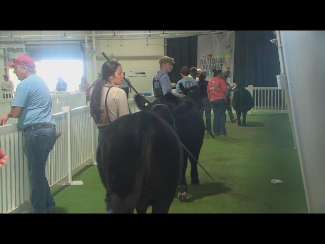 Young ranchers compete in Jr. Heifer/Steer Show and Showmanship Competition