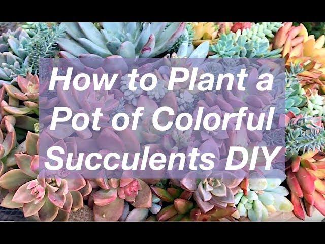 How to Plant a Pot of Colorful Succulents, DIY