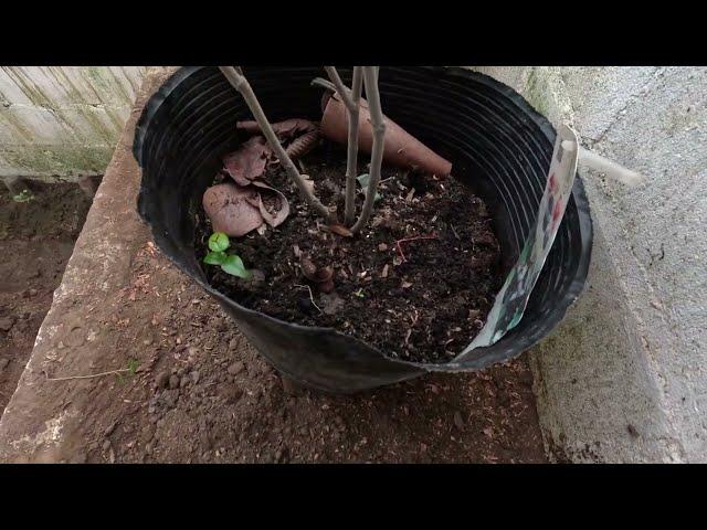 KIWIS GROWING in SURINAME! Blackberry and Kiwi progress in the underground greenhouse.