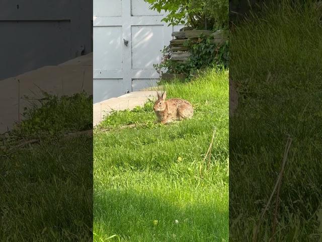 Rabbit Eating  #rajputfamilyvlog #bepositive #aliya #adrian #entertainment #subscribe #shorts