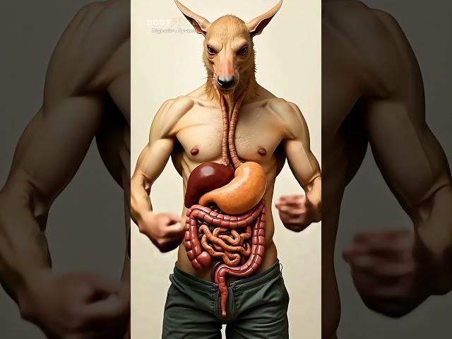 Aardvark | Body 3D Art | Animation 101