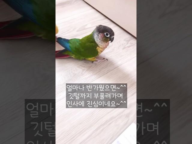 안녕! 안녕! 안녕! 도대체 인사를 언제까지 할거냐?#인사에진심인앵무새#말하는앵무새#shorts