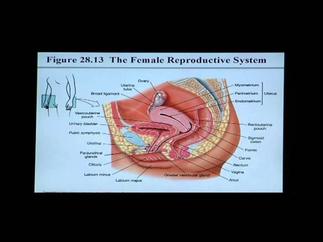 Anatomy and Physiology Help: Chapter 28 Reproductive System